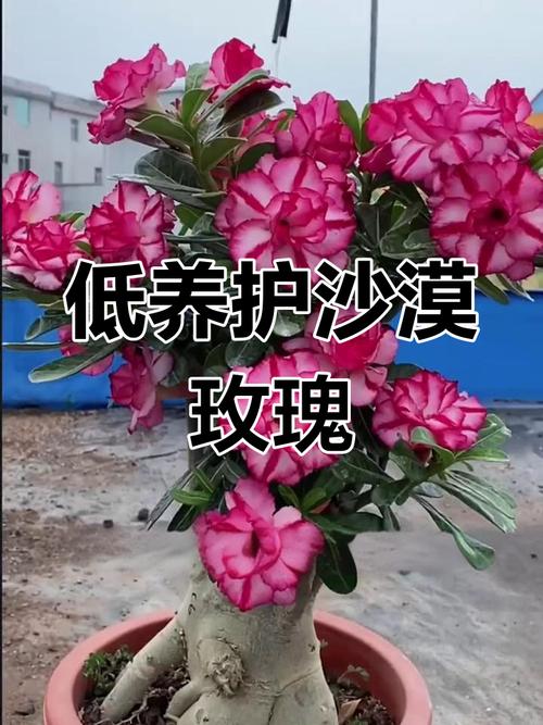 沙漠10万玫瑰绽放,沙漠玫瑰多少钱