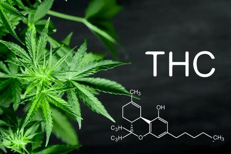 2025年天天开彩免费大全和糖果检出大麻成分与